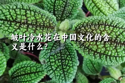 皱叶冷水花在中国文化的含义是什么？