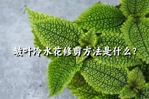 皱叶冷水花修剪方法是什么？