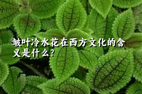 皱叶冷水花在西方文化的含义是什么？