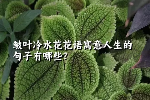 皱叶冷水花花语寓意人生的句子有哪些？