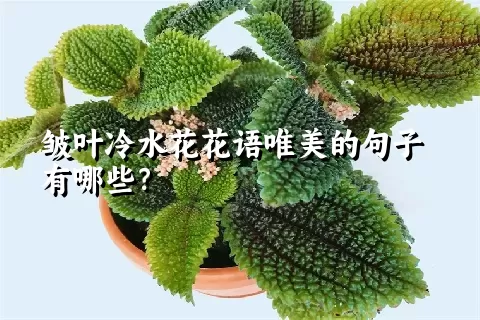 皱叶冷水花花语唯美的句子有哪些？