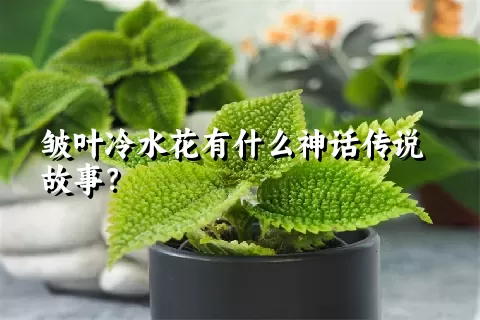 皱叶冷水花有什么神话传说故事？