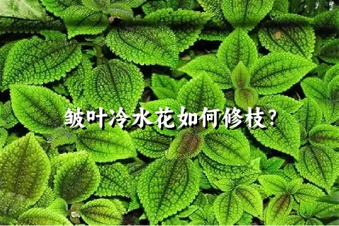 皱叶冷水花如何修枝？