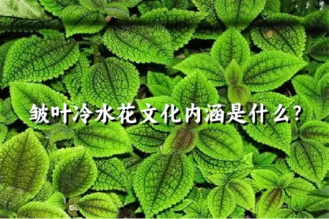 皱叶冷水花文化内涵是什么？