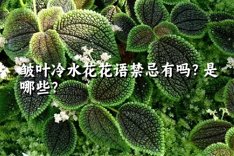 皱叶冷水花花语禁忌有吗？是哪些？