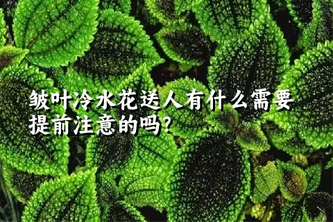 皱叶冷水花送人有什么需要提前注意的吗？