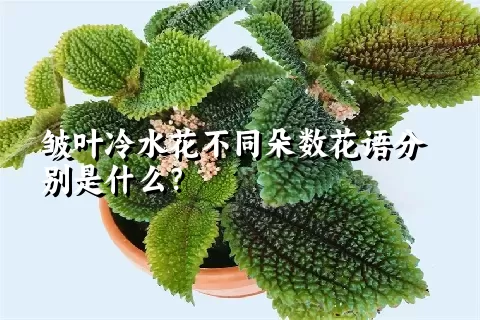 皱叶冷水花不同朵数花语分别是什么？