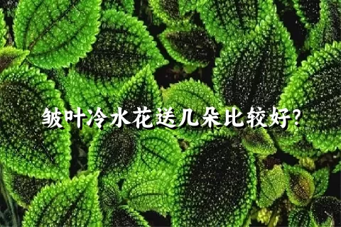 皱叶冷水花送几朵比较好？