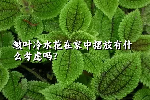 皱叶冷水花在家中摆放有什么考虑吗？