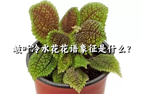 皱叶冷水花花语象征是什么？