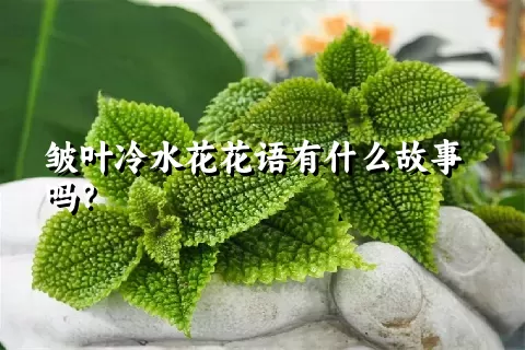 皱叶冷水花花语有什么故事吗？