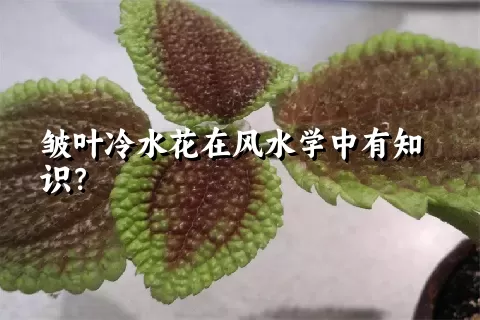 皱叶冷水花在风水学中有知识？