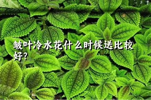 皱叶冷水花什么时候送比较好？