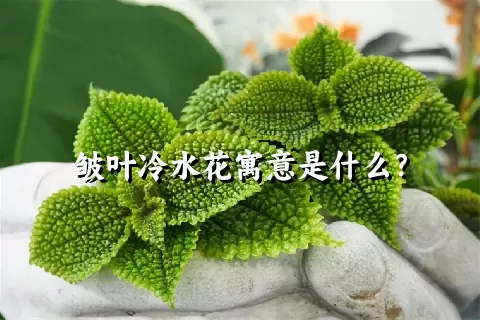 皱叶冷水花寓意是什么？