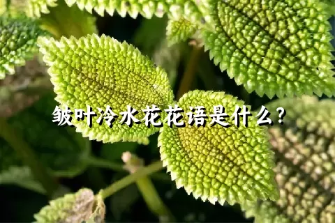 皱叶冷水花花语是什么？