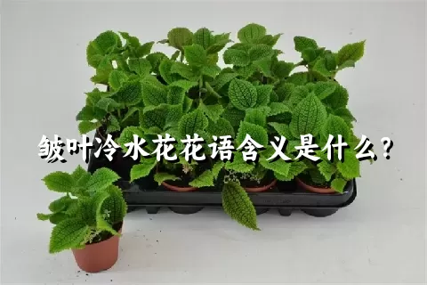 皱叶冷水花花语含义是什么？