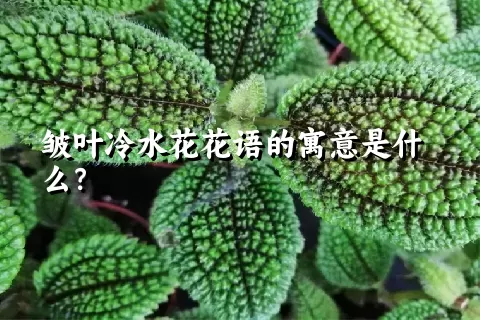 皱叶冷水花花语的寓意是什么？