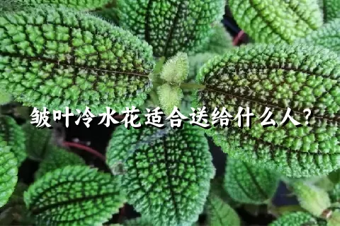 皱叶冷水花适合送给什么人？