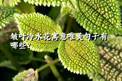 皱叶冷水花寓意唯美句子有哪些？