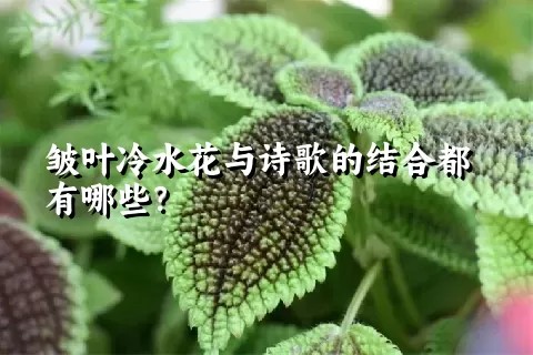 皱叶冷水花与诗歌的结合都有哪些？