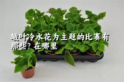 皱叶冷水花为主题的比赛有那些？在哪里