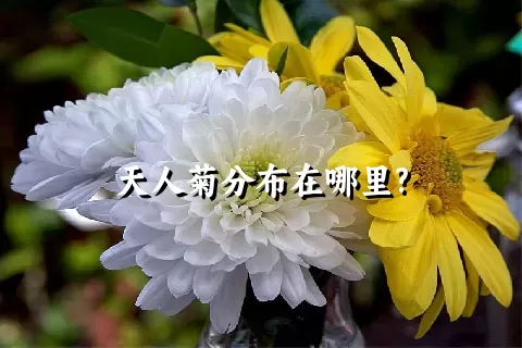 天人菊分布在哪里?