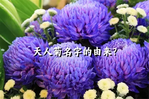 天人菊名字的由来？