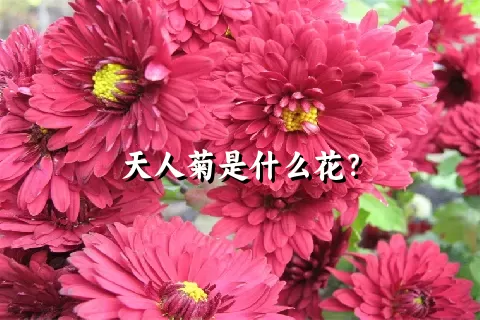 天人菊是什么花？