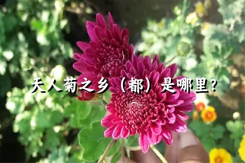 天人菊之乡（都）是哪里？