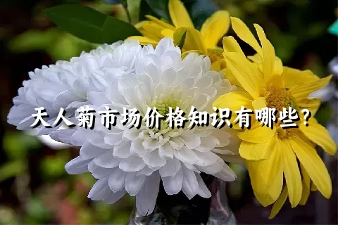 天人菊市场价格知识有哪些？