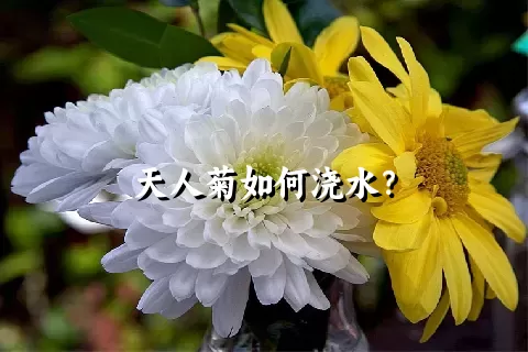 天人菊如何浇水？