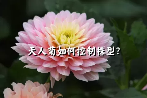 天人菊如何控制株型？