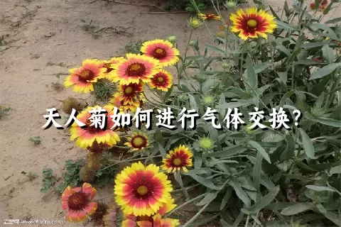 天人菊如何进行气体交换？