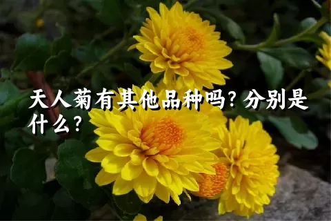 天人菊有其他品种吗？分别是什么？