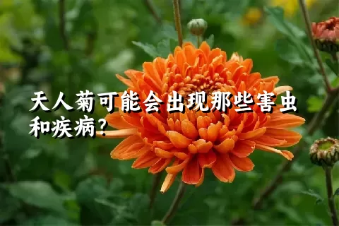 天人菊可能会出现那些害虫和疾病？