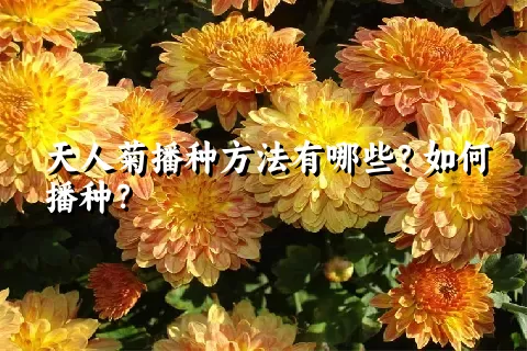 天人菊播种方法有哪些？如何播种？