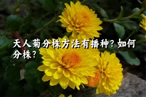 天人菊分株方法有播种？如何分株？