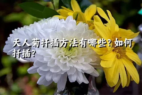 天人菊扦插方法有哪些？如何扦插？