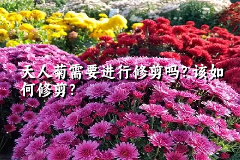 天人菊需要进行修剪吗？该如何修剪？