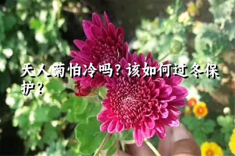 天人菊怕冷吗？该如何过冬保护？