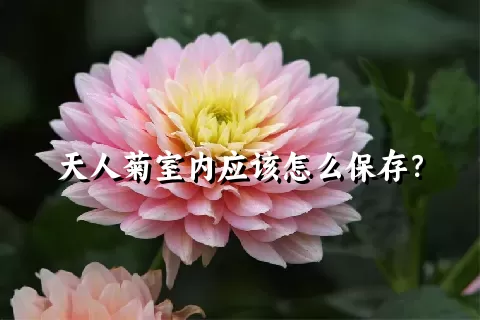 天人菊室内应该怎么保存？