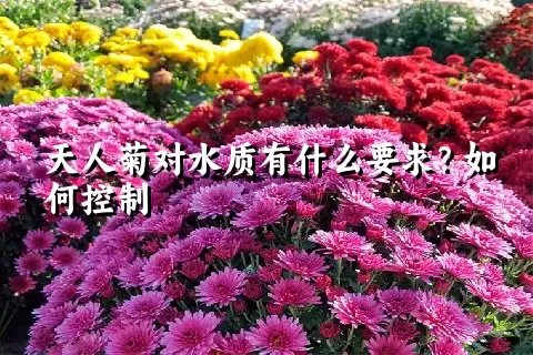 天人菊对水质有什么要求？如何控制