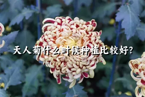 天人菊什么时候种植比较好？