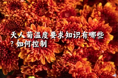 天人菊温度要求知识有哪些？如何控制