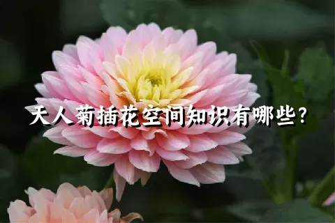 天人菊插花空间知识有哪些？