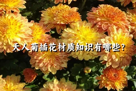 天人菊插花材质知识有哪些？