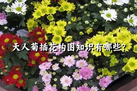 天人菊插花构图知识有哪些？