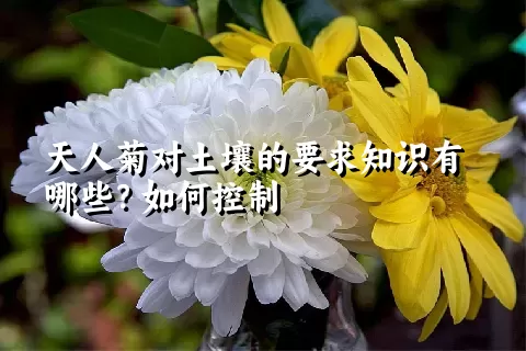 天人菊对土壤的要求知识有哪些？如何控制