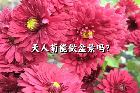 天人菊能做盆景吗？