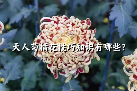 天人菊插花技巧知识有哪些？